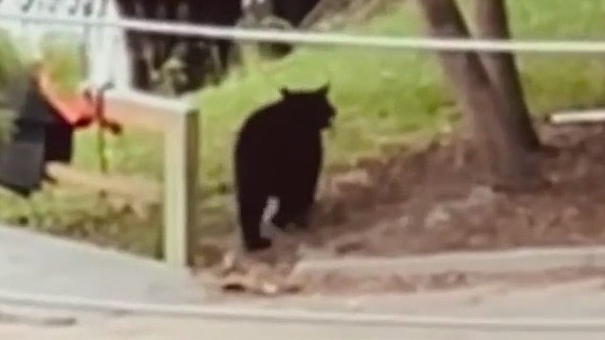Agents still working to safely capture black bear in Orlando: 'Do not approach'