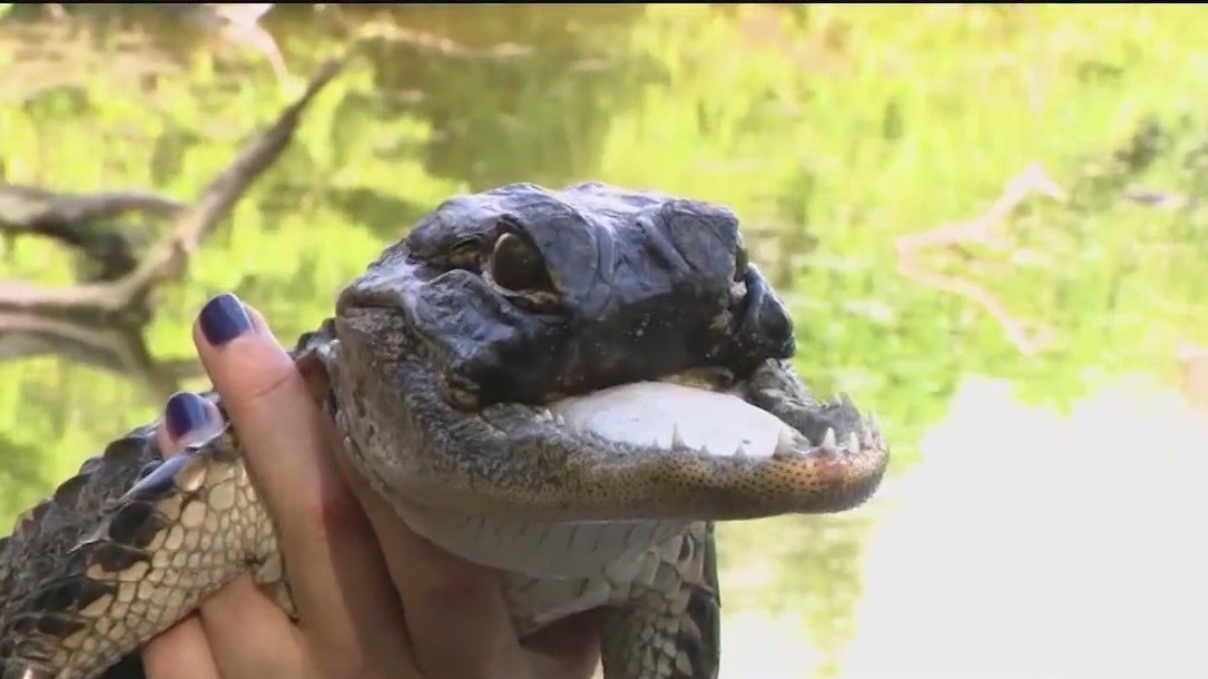 Injured alligator now at Gatorland