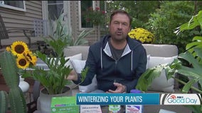 Bringing your outdoor plants inside for winter