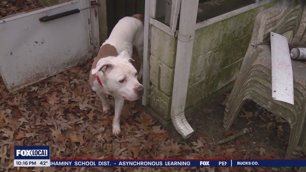 Dog finds true love after being adopted from New Jersey animal shelter