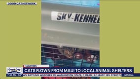 Cats flown from Maui to local animal shelters
