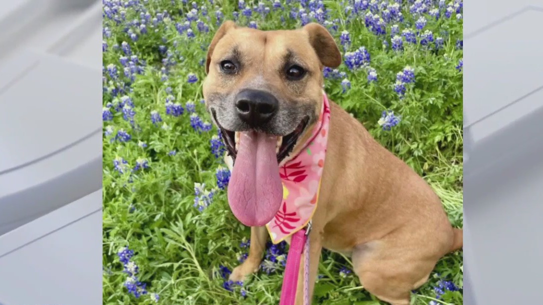 Adopt Bree from Austin Pets Alive!