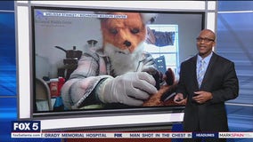 Employees dress up to care for orphaned fox