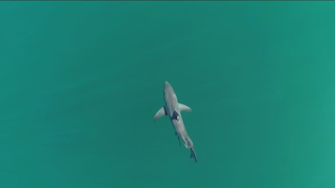 New study on sharks shows behavior towards people