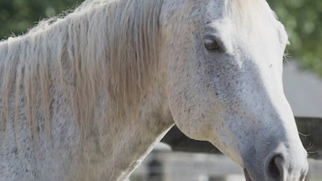 Vet school grad admits illegally taking horses across SE