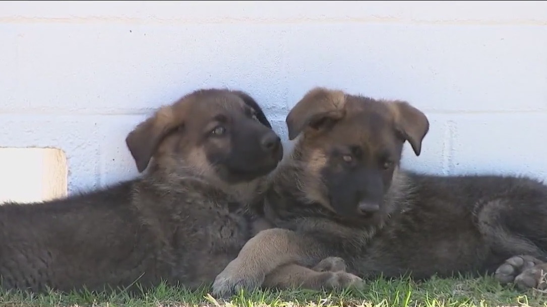 Puppies looking for 'fur-ever' home following rescue