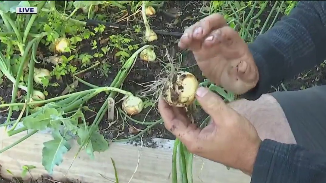 Good Day Garden: How to grow onions