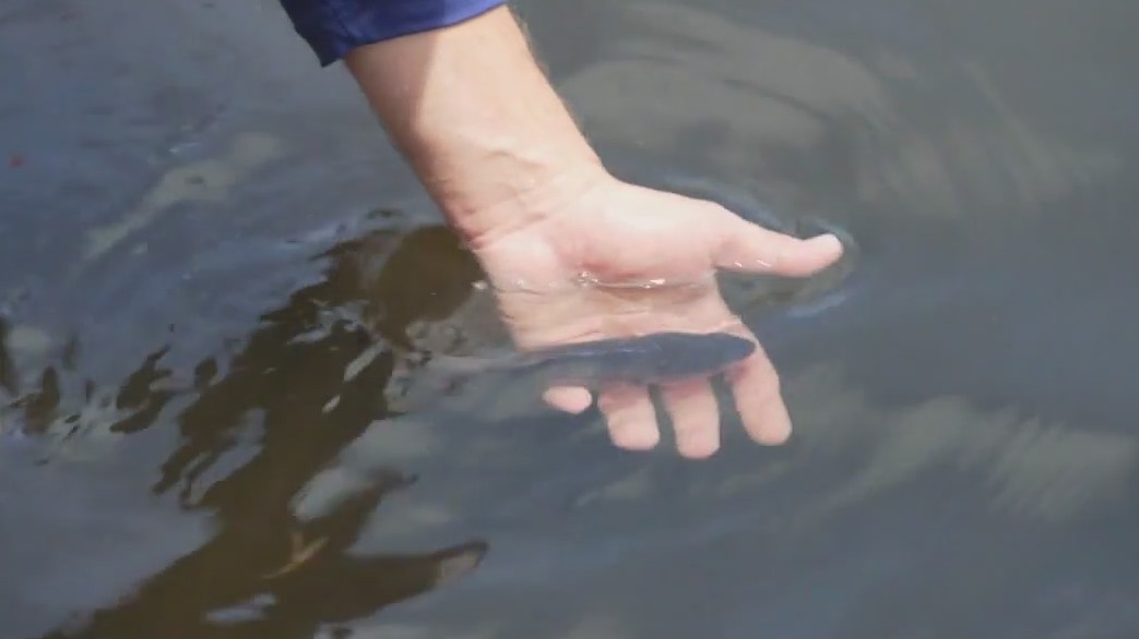 Red drum fish released by Mote Marine to combat red tide