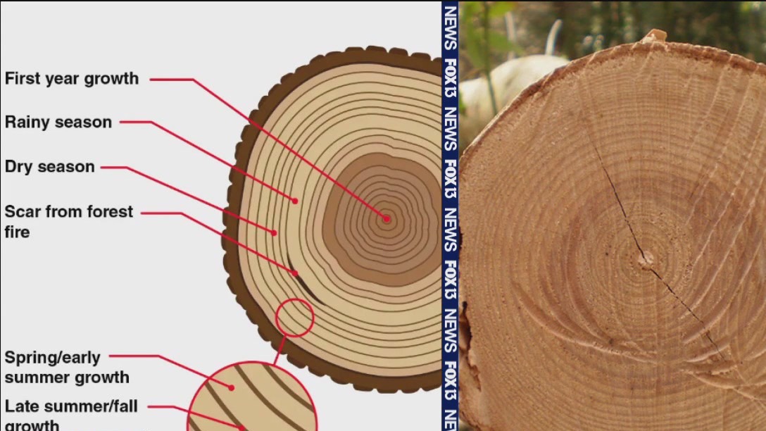 Tree rings reveal long-term weather patterns