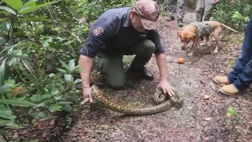 Inside look at Florida python challenge
