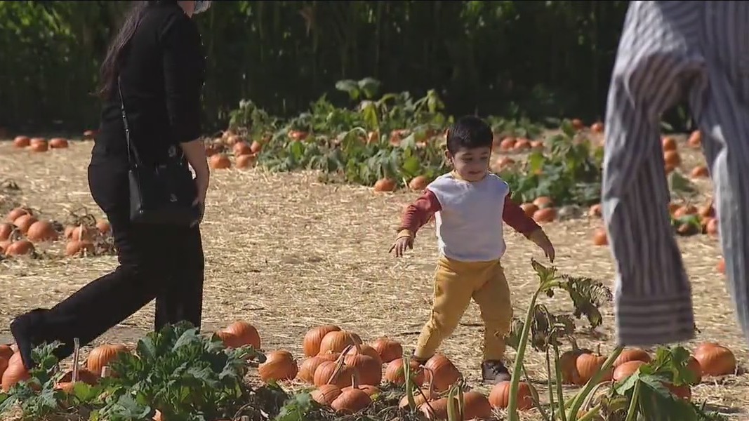 Fall harvest time at Underwood Family Farm in Moorpark