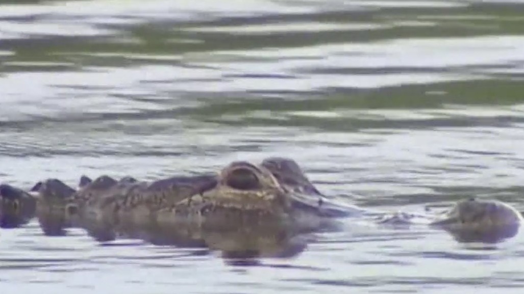 Florida alligator hunting season begins: What to know