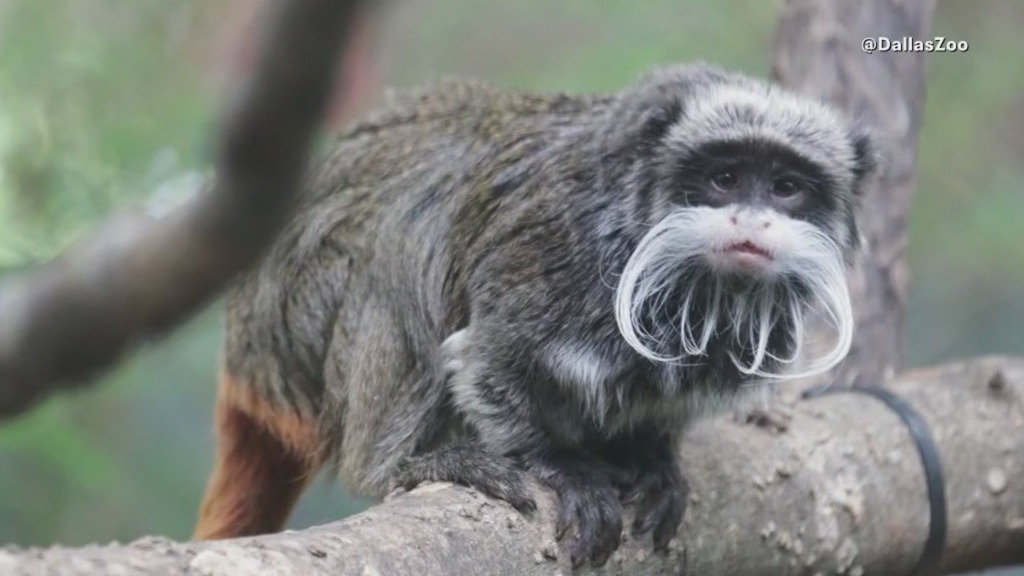 Man charged with stealing monkeys from Dallas Zoo