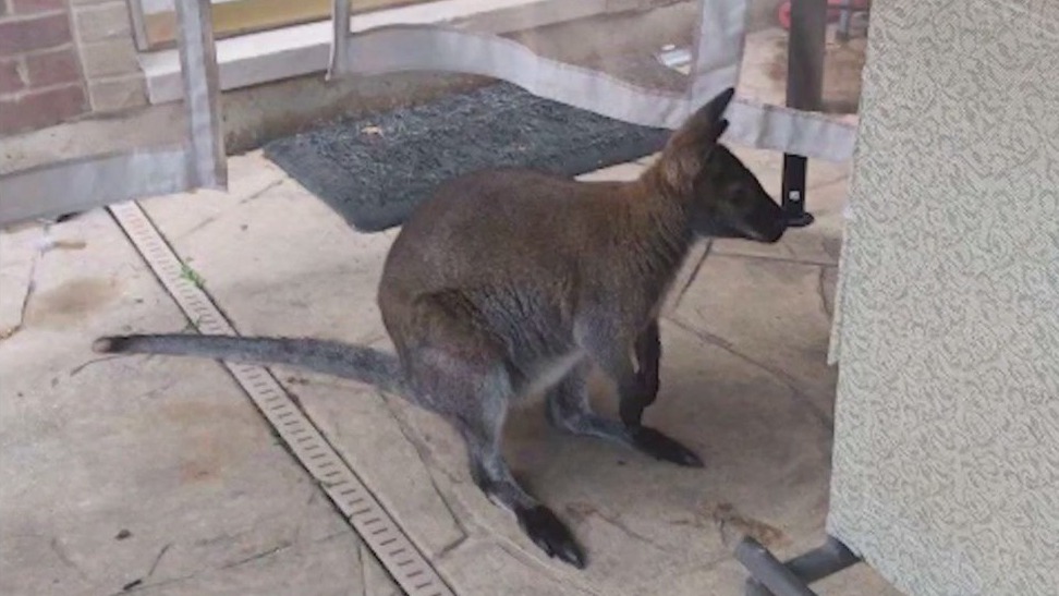 Beloved wallaby pet named Rupert safely located, relieved owner confirms