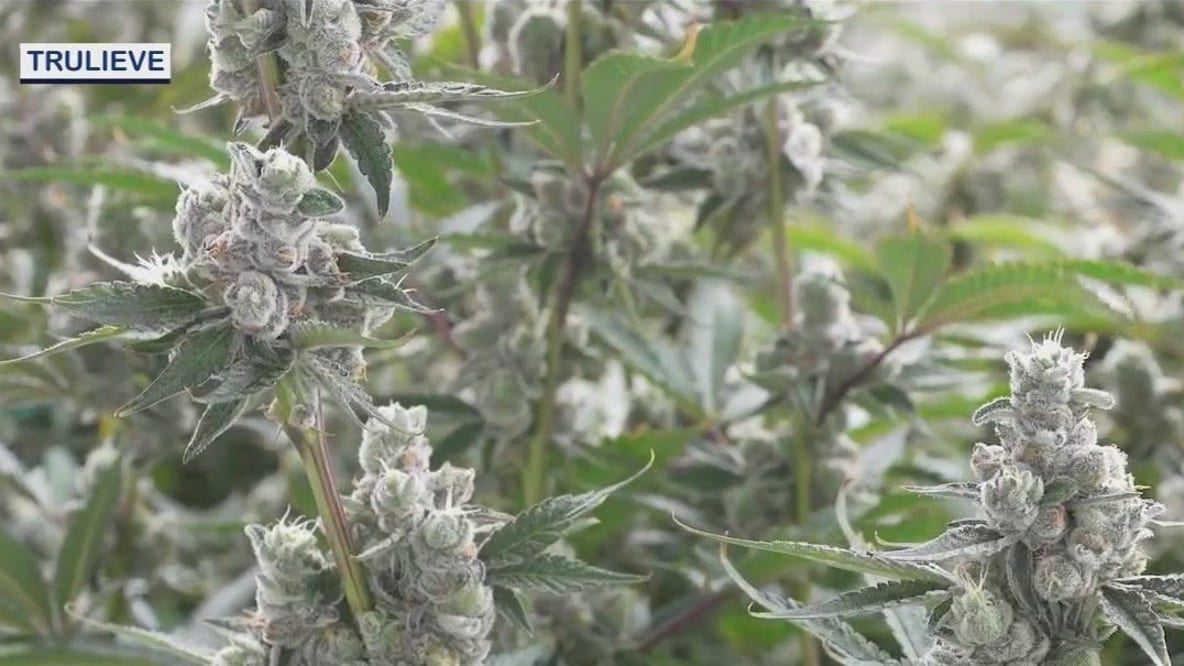 How would recreational pot be regulated?