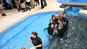 Dolphins return home to Brookfield Zoo after renovations completed
