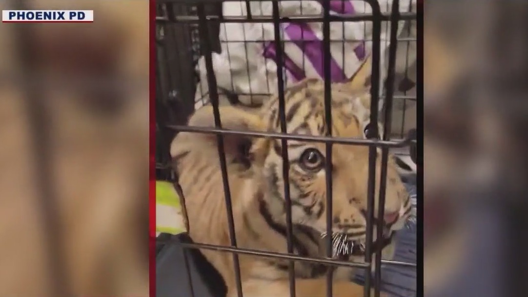 Tiger cub found: Phoenix area experts shocked exotic pets were found in home