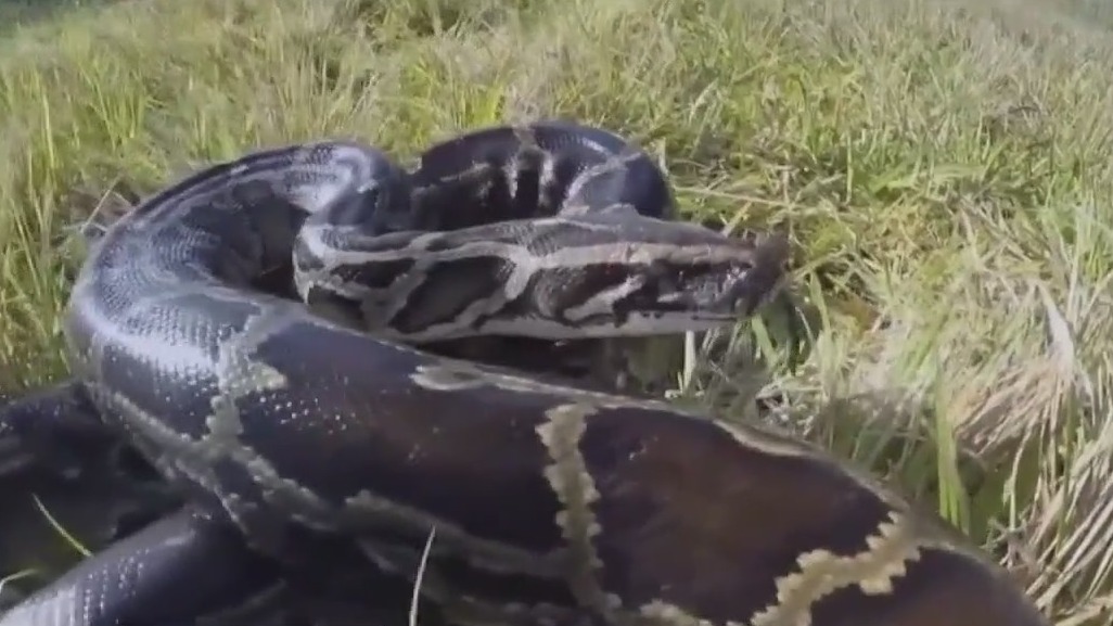 Python hunters could nab up to $10,000
