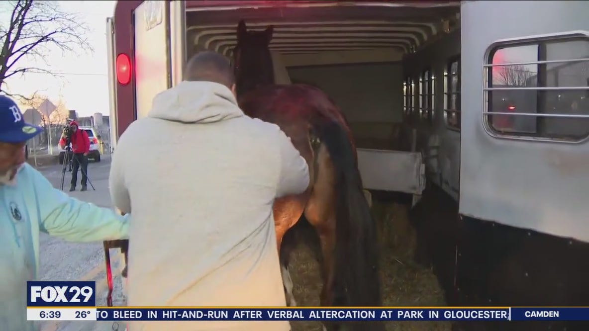 Horse captured after being on the loose on I-95, Philadelphia neighborhood
