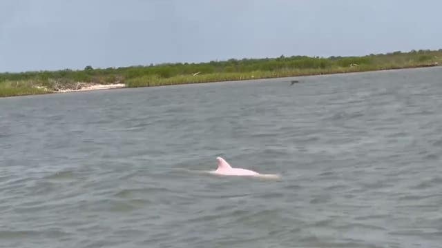 Man spots pink dolphins swimming