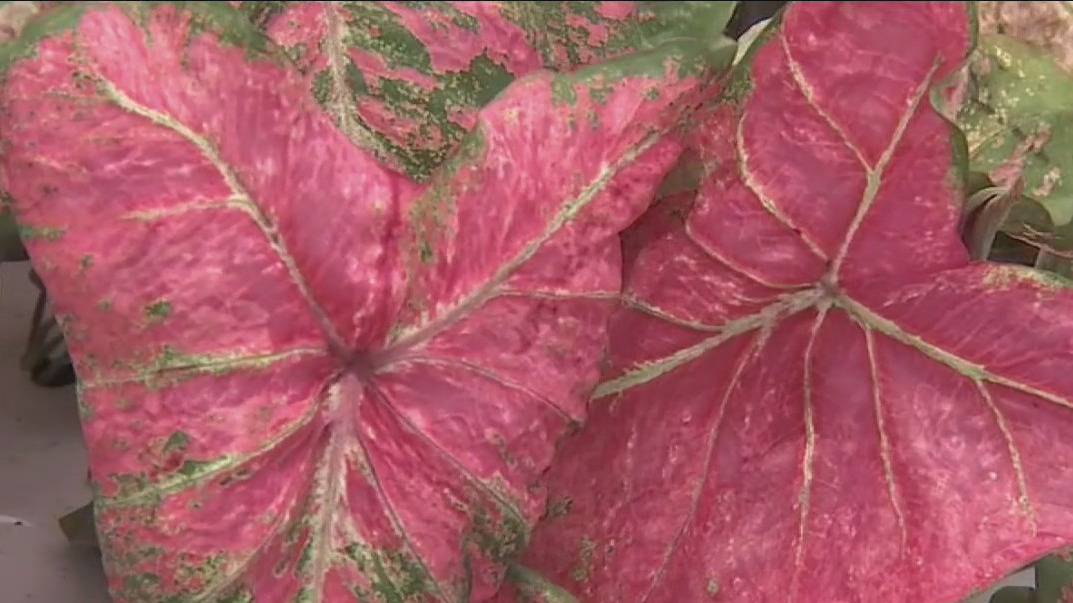 Classic Caladiums hosts open house