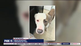 Pet of the Day from Hero Dog Rescue