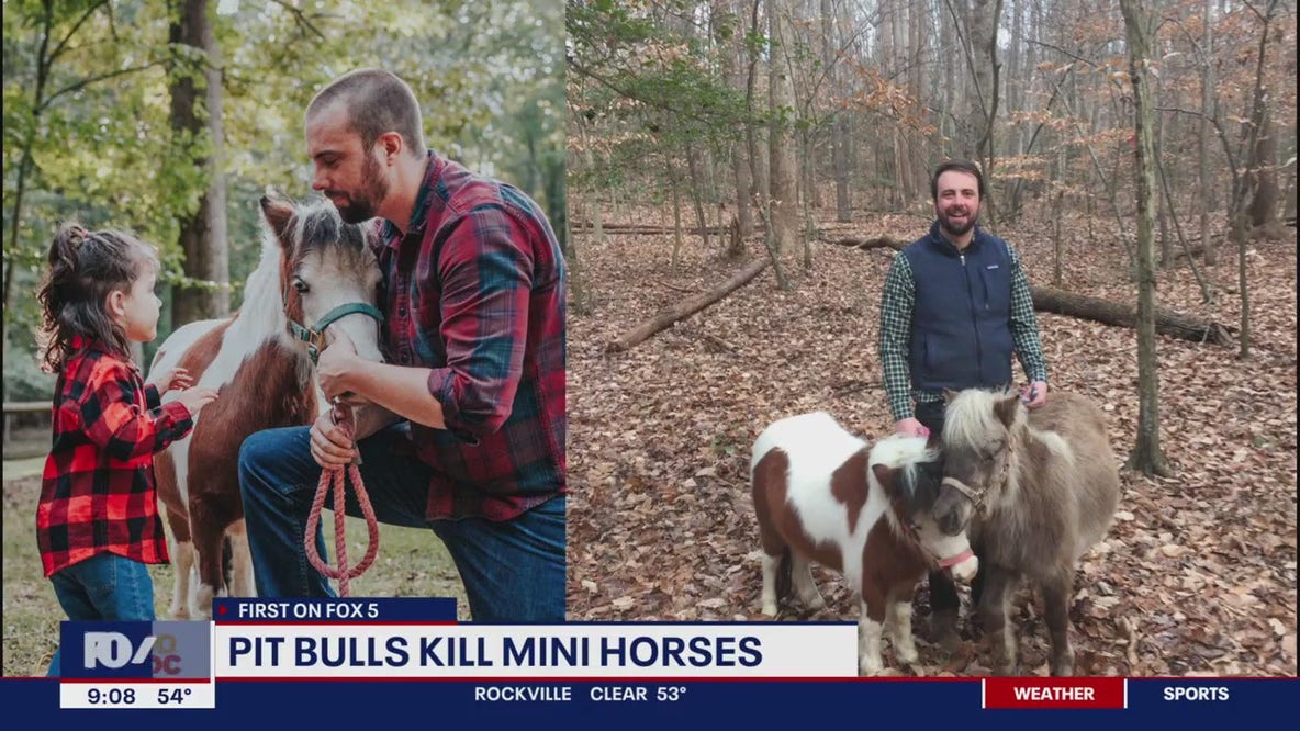Pit bulls jump fence, kill 2 miniature horses in Charles County