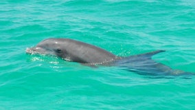 Dolphins rub against corals, sponges to treat skin