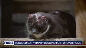 Cat set on fire 'Vinny' looking for forever home