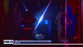 Seattle Dog Daycare fire under investigation