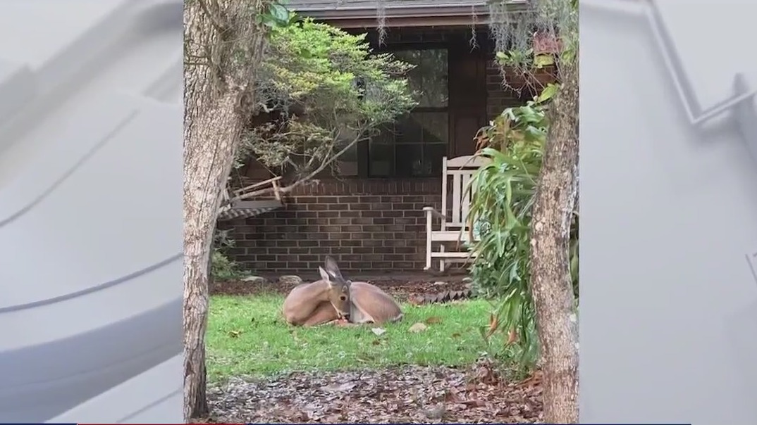 Injured deer spotted with plastic stuck in hoof