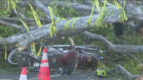 Motorcyclist crashes into wind-toppled tree in Lincoln Heights