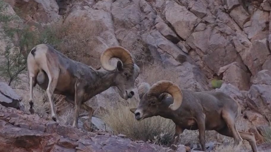 Do you know who killed a bighorn sheep in Apache County? Arizona Game and Fish need help finding suspect