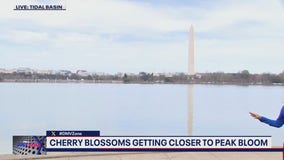Cherry Blossoms getting close to peak bloom