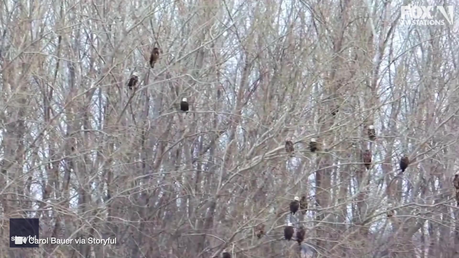 Dozens of eagles spotted at Minnesota lake
