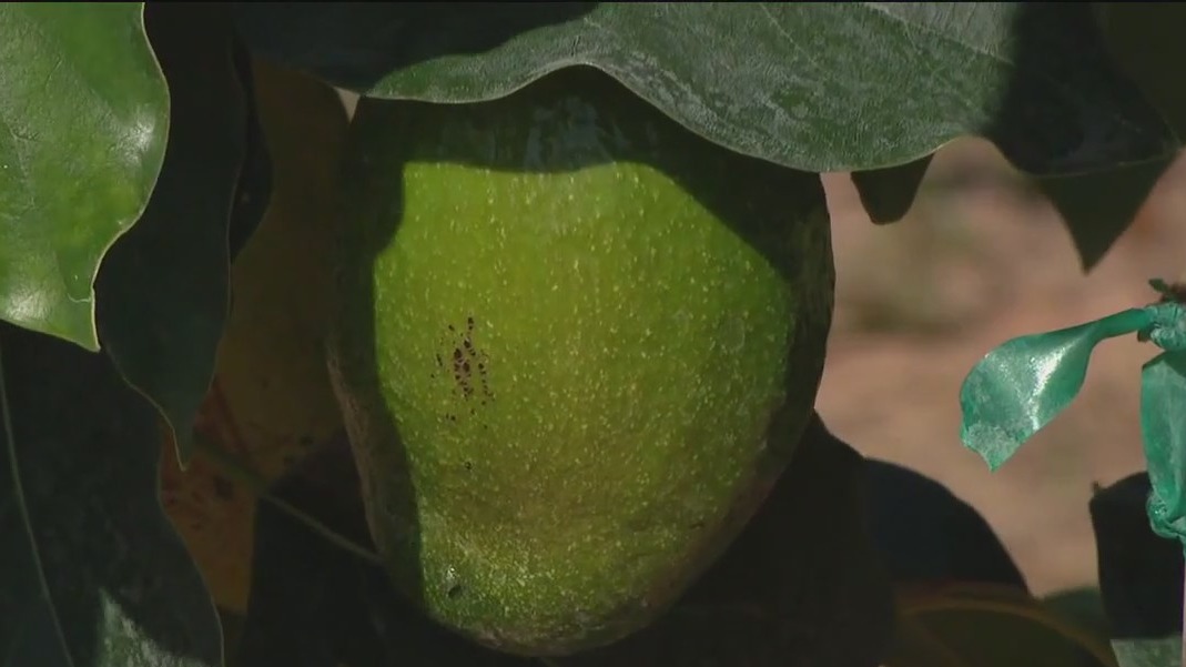 Disease threatening Florida's avocados