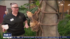 Visit with Chloe the Sloth: Weekend happenings at the Como Zoo