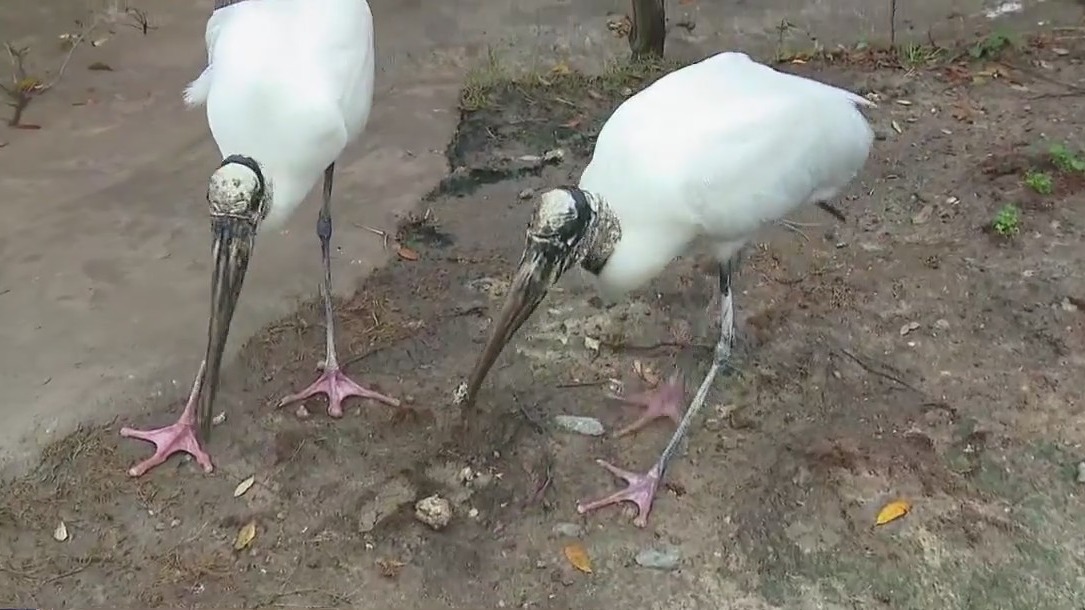 Wood storks at the Houston Zoo