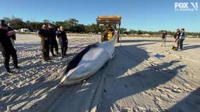 'Very rare' whale found dead, stranded near Mississippi Gulf Coast