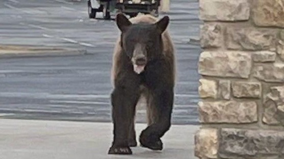 Bear spotted roaming near Arizona Safeway