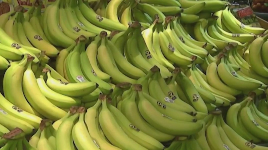 Bananas on verge of extinction