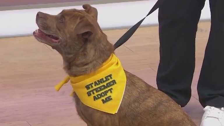 Adopt a Pet: Sam