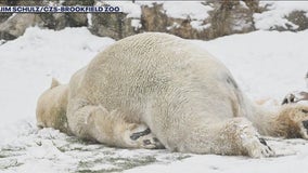 Hudson the polar bear enjoys the snow