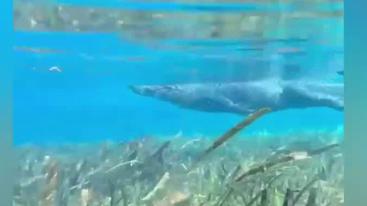 Alligator swims past kayak tour in Florida
