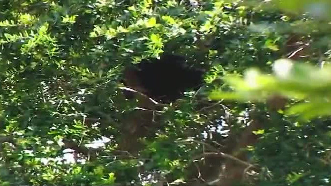 Black bear wanders off from Lake Eola Park after FWCs attempt to safely capture it officials say Black bear wanders off from Lake Eola Park after FWCs attempt to safely capture it officials say