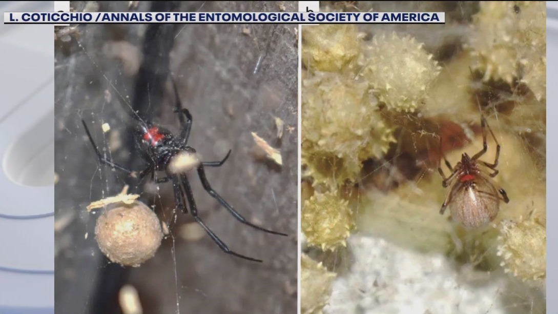 Study: Brown widow spiders killing black widows | FOX 13 Tampa Bay