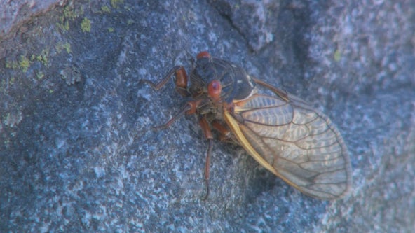 Cicada invasion looms as concerns rise over noise impact on hearing