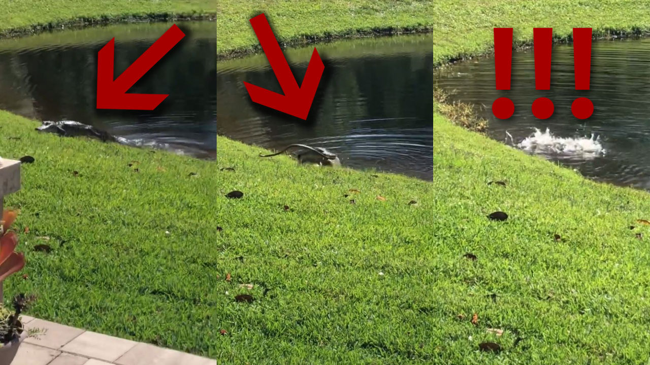 Gator brutally attacks snake in Florida yard