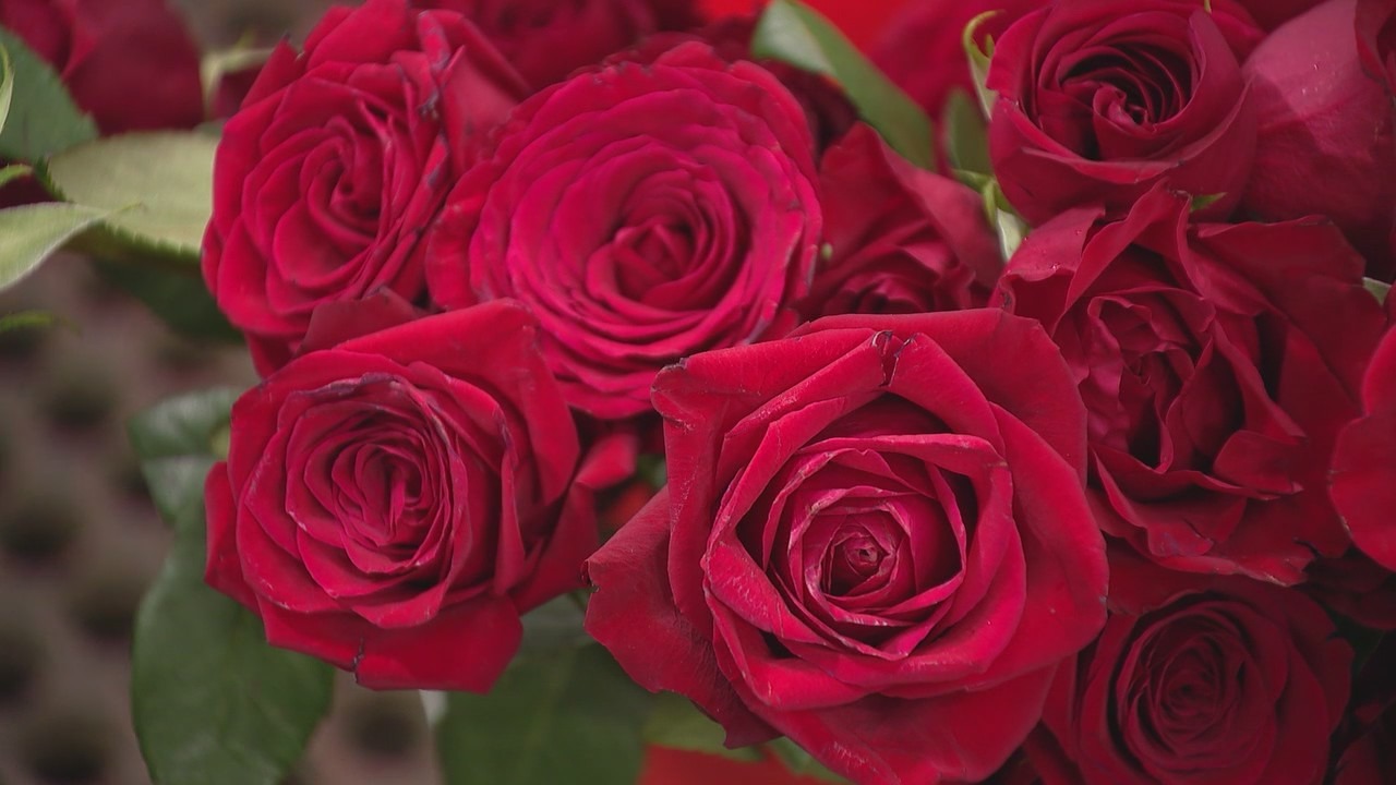Florists work around the clock ahead of Valentine's Day