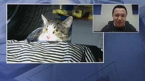 Suburban auto shop finds cat hiding next to car's muffler